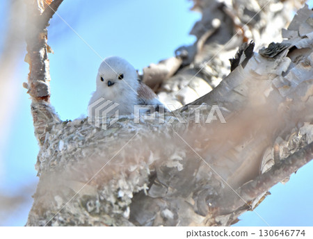 冬季,一隻長尾山雀在北海道的一座公園裡築巢 冬季,一隻長尾山雀在北海道的一座公園裡築巢 130646774