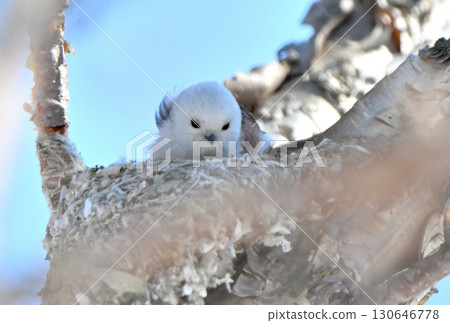 A long-tailed tit building a nest in a park in Hokkaido in winter A long-tailed tit building a nest in a park in Hokkaido in winter 130646778