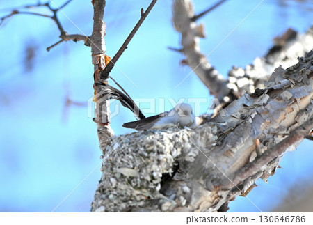 冬季，一隻長尾山雀在北海道的一座公園裡築巢 130646786