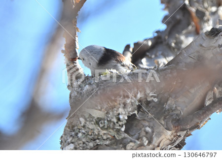 A long-tailed tit building a nest in a park in Hokkaido in winter A long-tailed tit building a nest in a park in Hokkaido in winter 130646797