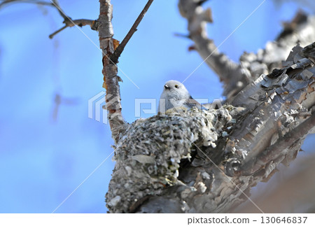 冬季，一隻長尾山雀在北海道的一座公園裡築巢 130646837