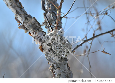 冬季，一隻長尾山雀在北海道的一座公園裡築巢 130646838