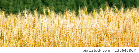 北海道美瑛的麥田在風中搖曳，等待收穫 130646867