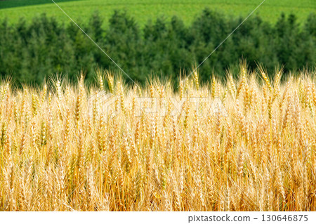 Wheat fields swaying in the wind awaiting harvest in Biei, Hokkaido 130646875