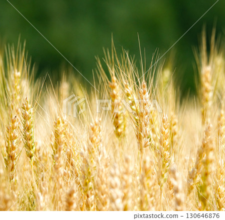 Wheat fields swaying in the wind awaiting harvest in Biei, Hokkaido 130646876