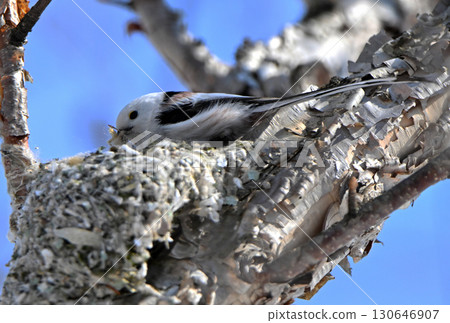 冬季，一隻長尾山雀在北海道的一座公園裡築巢 130646907