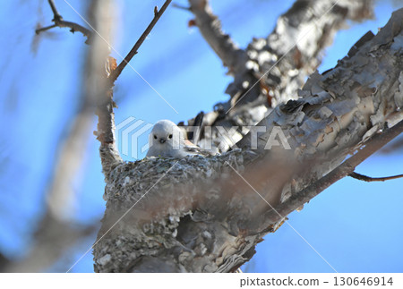 A long-tailed tit building a nest in a park in Hokkaido in winter A long-tailed tit building a nest in a park in Hokkaido in winter 130646914