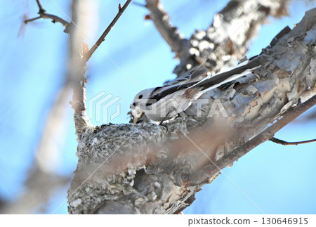 A long-tailed tit building a nest in a park in Hokkaido in winter A long-tailed tit building a nest in a park in Hokkaido in winter 130646915