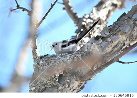 A long-tailed tit building a nest in a park in Hokkaido in winter A long-tailed tit building a nest in a park in Hokkaido in winter 130646916