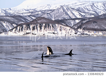 北海道羅臼町附近的海域已經開始結冰,就像冰糕一樣,一頭虎鯨將頭伸出水面觀察周圍環境。 北海道羅臼町附近的海域已經開始結冰,就像冰糕一樣,一頭虎鯨將頭伸出水面觀察周圍環境。 130646920