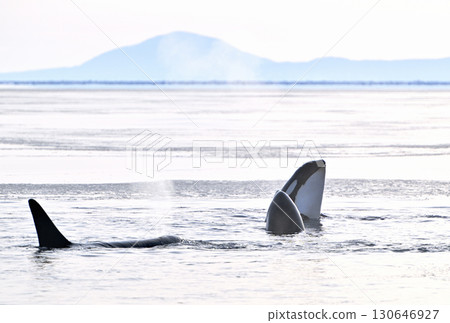 A killer whale raises its head above the water to check its surroundings in the sea off the coast of Rausu, Hokkaido, which has begun to freeze like sorbet. 130646927