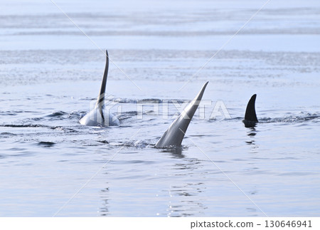 一群虎鯨在北海道羅臼海岸附近的海域游泳，海面已經開始像冰糕一樣結冰 130646941