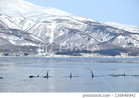 一群虎鯨在北海道知床半島附近的海域遊動,那裡的海水已經開始像冰淇淋一樣結冰。 一群虎鯨在北海道知床半島附近的海域遊動,那裡的海水已經開始像冰淇淋一樣結冰。 130646942