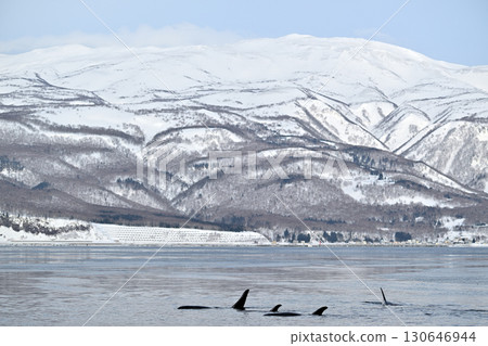 一群虎鯨在北海道知床半島附近的海域遊動,那裡的海水已經開始像冰淇淋一樣結冰。 一群虎鯨在北海道知床半島附近的海域遊動,那裡的海水已經開始像冰淇淋一樣結冰。 130646944