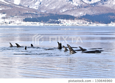 一群虎鯨在北海道知床半島附近的海域遊動,那裡的海水已經開始像冰淇淋一樣結冰。 一群虎鯨在北海道知床半島附近的海域遊動,那裡的海水已經開始像冰淇淋一樣結冰。 130646960