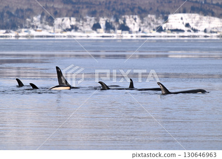 A group of killer whales swims through the ocean off the Shiretoko Peninsula in Hokkaido, which has begun to freeze like sorbet. 130646963