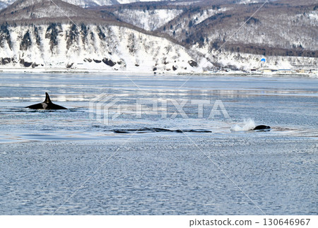 A group of killer whales swims through the ocean off the Shiretoko Peninsula in Hokkaido, which has begun to freeze like sorbet. 130646967