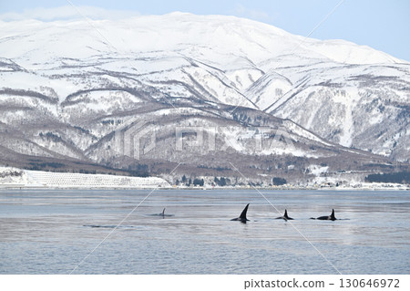 一群虎鯨在北海道知床半島附近的海域遊動，那裡的海水已經開始像冰淇淋一樣結冰。 130646972