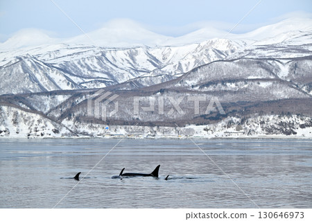 一群虎鯨在北海道知床半島附近的海域遊動，那裡的海水已經開始像冰淇淋一樣結冰。 130646973