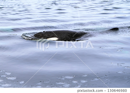 虎鯨在北海道羅臼附近海域遊過,那裡的海水已經開始像冰糕一樣結冰。 虎鯨在北海道羅臼附近海域遊過,那裡的海水已經開始像冰糕一樣結冰。 130646980