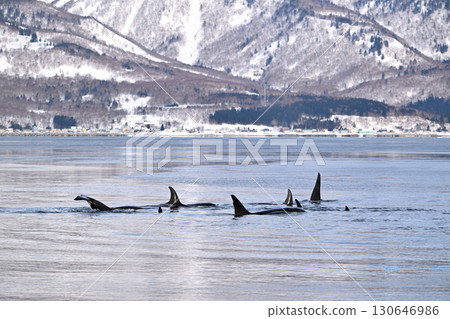 北海道羅臼海岸附近的海域開始像冰糕一樣結冰，一頭虎鯨將尾巴從水面上抬起。 130646986