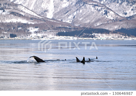 北海道羅臼海岸附近的海域開始像冰糕一樣結冰，一頭虎鯨將尾巴從水面上抬起。 130646987