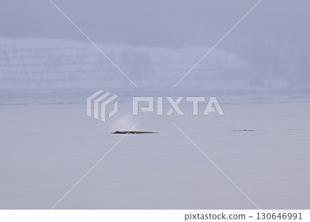 一隻喙鯨在北海道羅臼海岸附近的海域游泳，海面已經開始像冰糕一樣結冰 130646991
