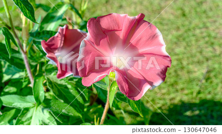 Red morning glory flowers Red morning glory flowers 130647046