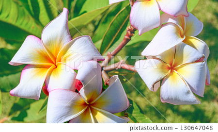 Plumeria flowers Plumeria flowers 130647048