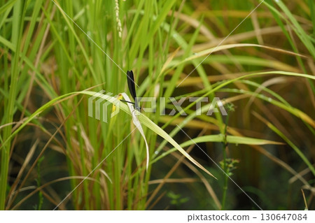 A dragonfly resting on a rice leaf A dragonfly resting on a rice leaf 130647084