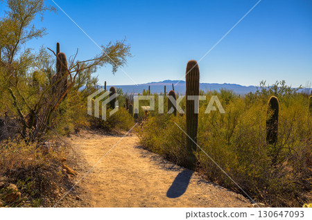 Hiking Trail in the Sonoran Desert, Arizona 130647093
