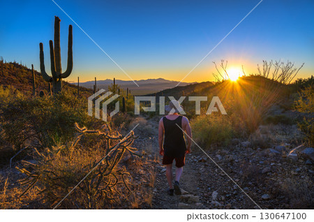 Hiker on King Canyon Trail in Saguaro National Park, Arizona, at Sunset 130647100