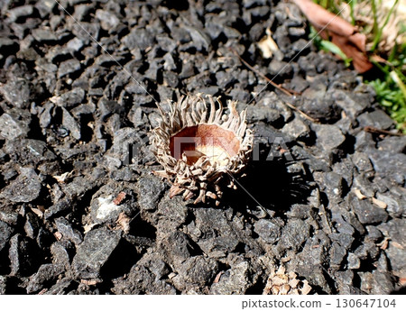 Oak cupule 130647104