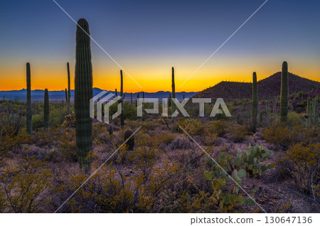 Sunset over King Canyon in Saguaro National Park in Arizona 130647136