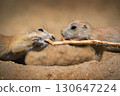 Two Prairie Dogs Tugging on a Stick 130647224