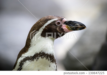 Close-Up Portrait of a Humboldt Penguin 130647225