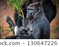 Mother Gorilla Holding and Nursing Its Baby 130647226