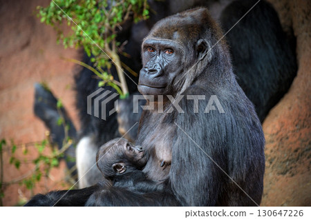 Mother Gorilla Holding and Nursing Its Baby 130647226