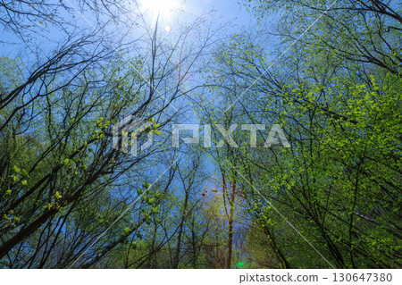 Nishizawa Valley, Yamanashi Prefecture Nishizawa Valley, Yamanashi Prefecture 130647380