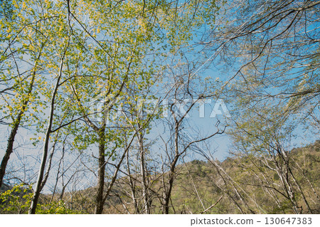 Nishizawa Valley, Yamanashi Prefecture 130647383