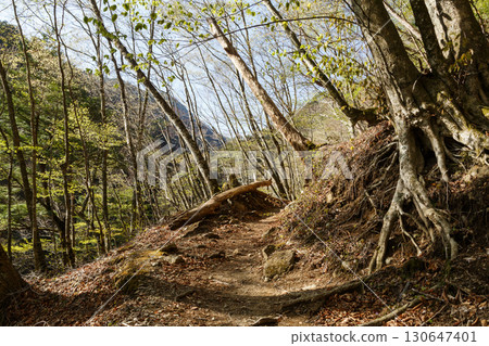 Nishizawa Valley, Yamanashi Prefecture Nishizawa Valley, Yamanashi Prefecture 130647401