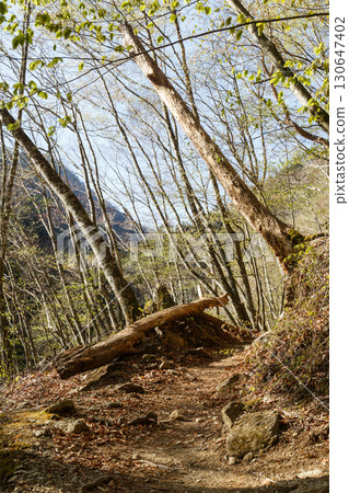 Nishizawa Valley, Yamanashi Prefecture 130647402