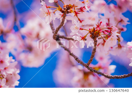 櫻花盛開 櫻花盛開 130647640