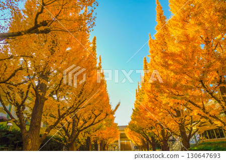 Meiji Jingu Gaien Ginkgo Trees 130647693