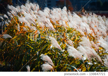 Swaying Japanese pampas grass in Shin-Yokohama 130647721