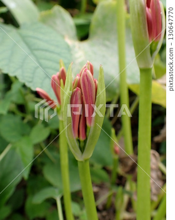 萌芽的萌芽 萌芽的萌芽 130647770