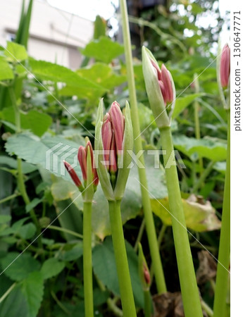 萌芽的萌芽 萌芽的萌芽 130647771