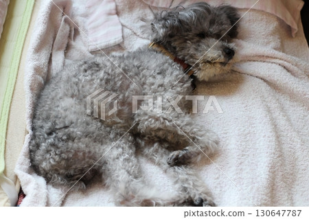 Toy poodle lying on a sheet indoors. Gray and silver toy poodle. An old dog sleeping curled up. 130647787