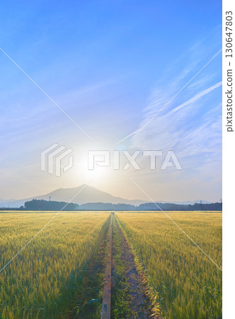 A fantastical view of Mount Tsukuba and golden wheat fields in the early morning against the blue sky 130647803