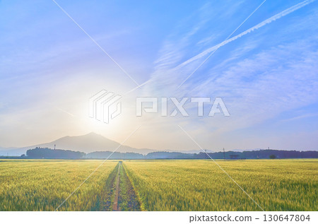 A fantastical view of Mount Tsukuba and golden wheat fields in the early morning against the blue sky 130647804